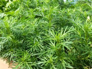 Lakritz Tagetis - Vier Esslöffel Petersilie