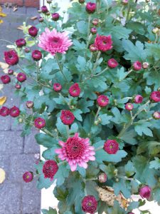 Astern - Rote Tomaten im Oktober