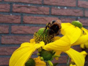 Hummel auf Sonnennhut - Rote Tomaten im Oktober