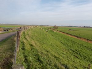 Schafe am Deich - Handfähre auf Texel