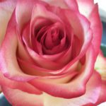 Rose - Bazillenmutterschiff